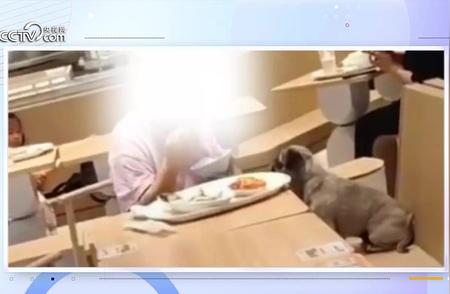女子餐厅与狗共用筷子引发争议